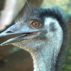 Black Emu