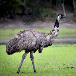 Do Emus Have Wings