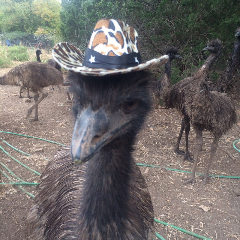 Emu Diet