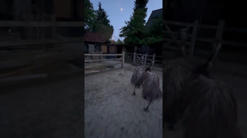 Bedtime ritual of Emus Floki & Echo #birds #animals #bedtimestories
