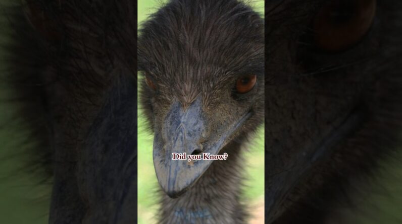 Did you know about these Emu’s from history? #shorts #australia #historyfacts