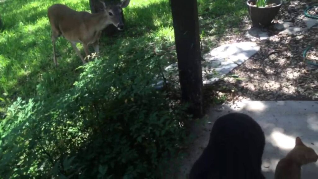 Deer steps inside the 'All Animals are Friends' bubble at GTE.