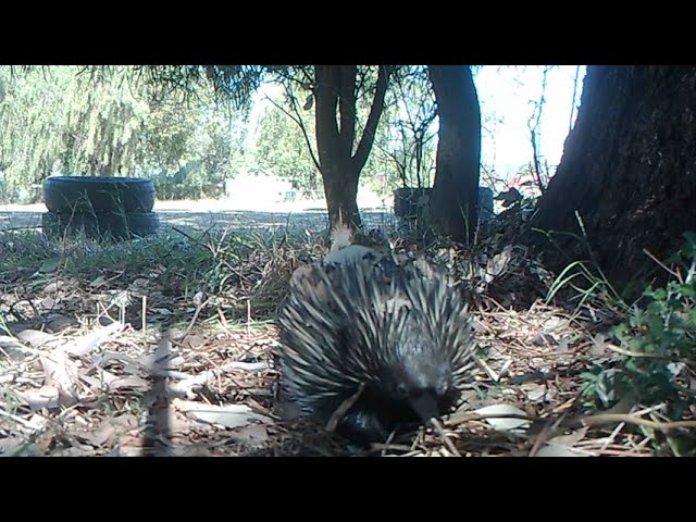 Echidna on the move