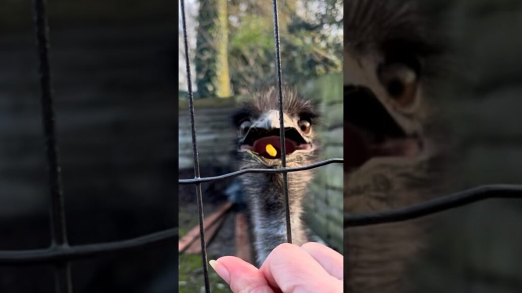 Echo begs for corn snacks #animals #emu #birds