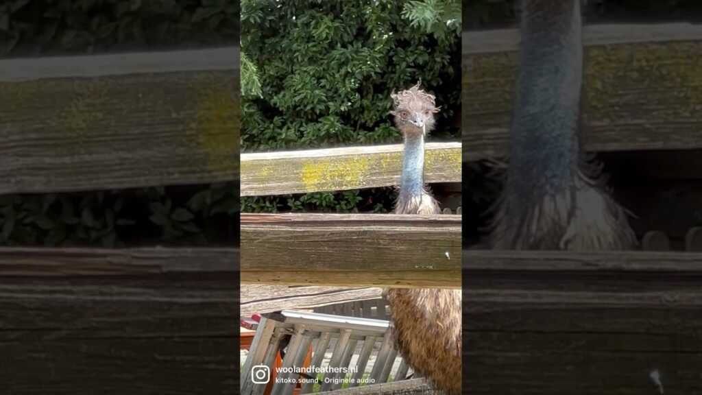 Echo has such a curly hair.. euh Feathers #emu #animals #birds