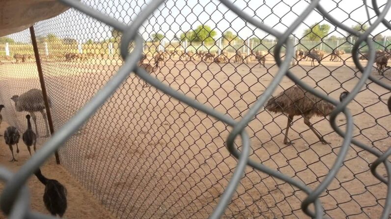 Emu chicks ready for new farm