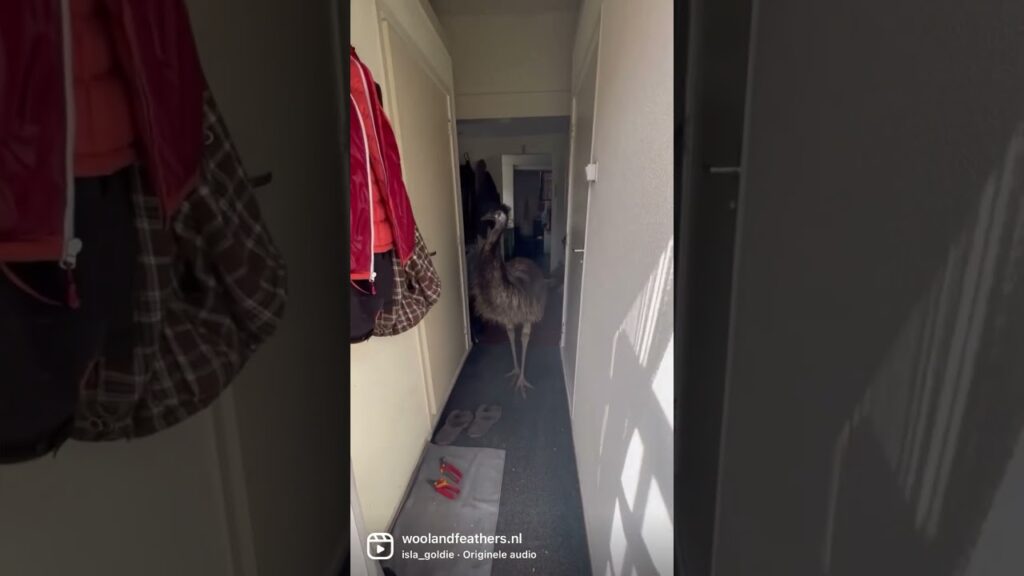 Emu Echo sneaks into the house whenever she can #emus #birds #animals