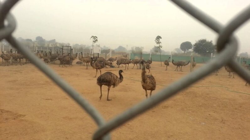 Emu farm nr neemrana Raj.@emuwaala farm & hatchery