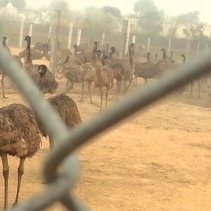 Emu farming in Rajasthan, @emuwaala farm & hatcher
