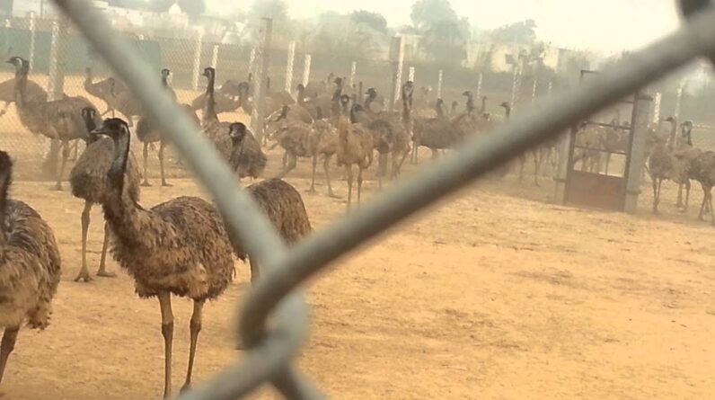 Emu farming in Rajasthan, @emuwaala farm & hatcher