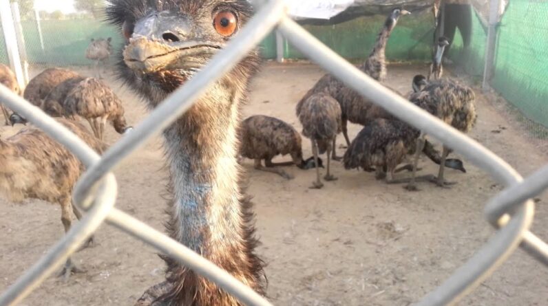 emu fascinated with the camera