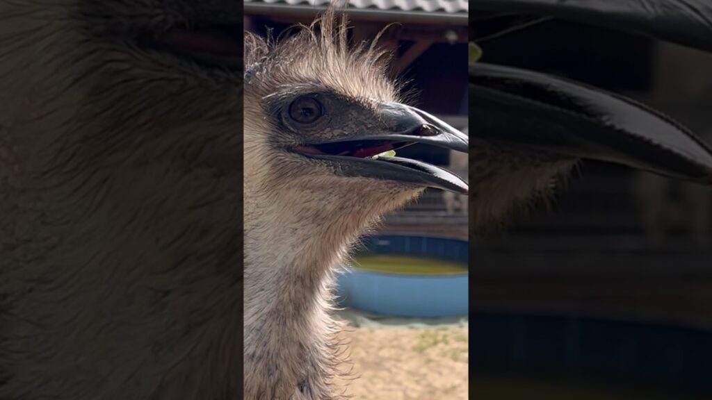 Emu Floki loves to be in the picture. Then.. and now ! #emus #animals #birds