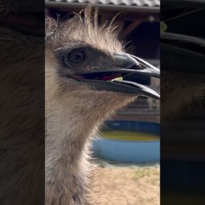 Emu Floki loves to be in the picture. Then.. and now ! #emus #animals #birds