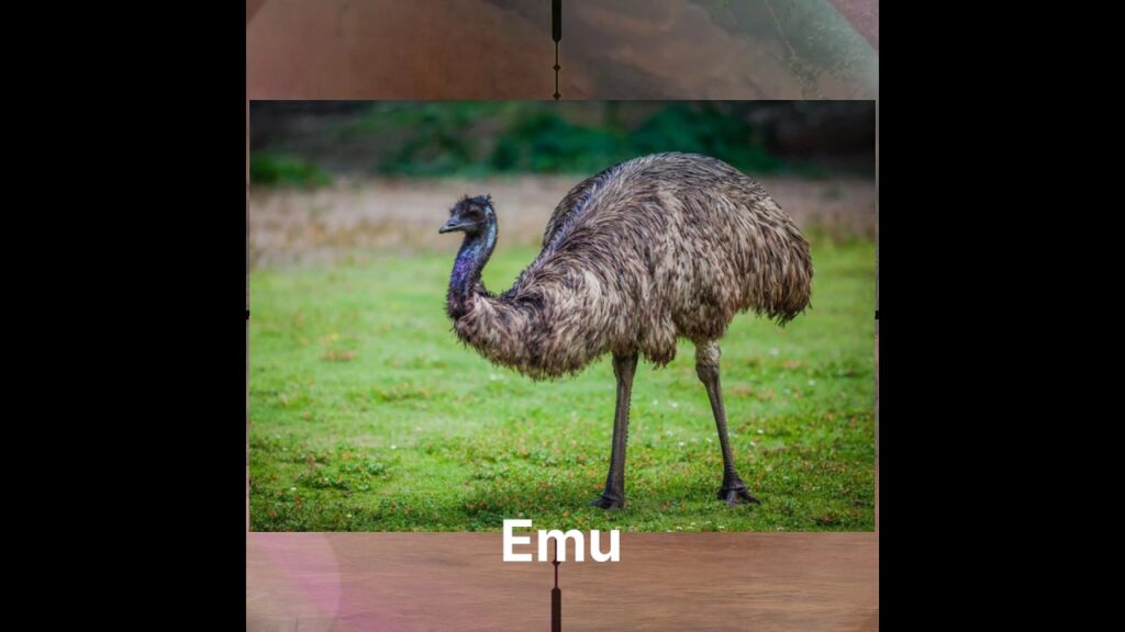 Emu ka Shikar#animals #hunting