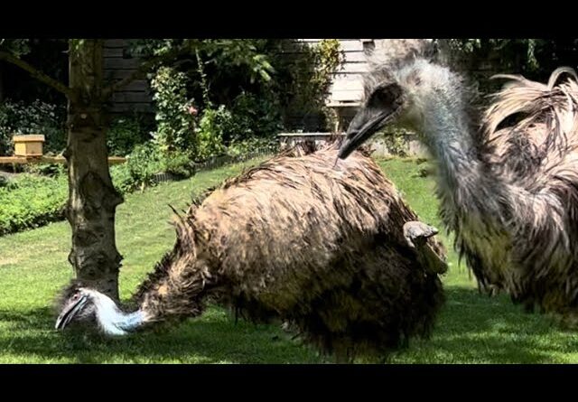 Emus Floki and Echo go wild with the alpacas #birds #alpaca #animals