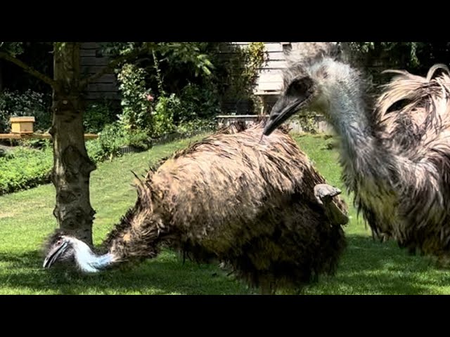 Emus Floki and Echo go wild with the alpacas #birds #alpaca #animals