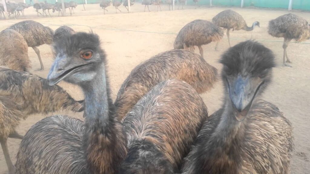 EMUS RAINING EGGS AT EMUWAALA FARM