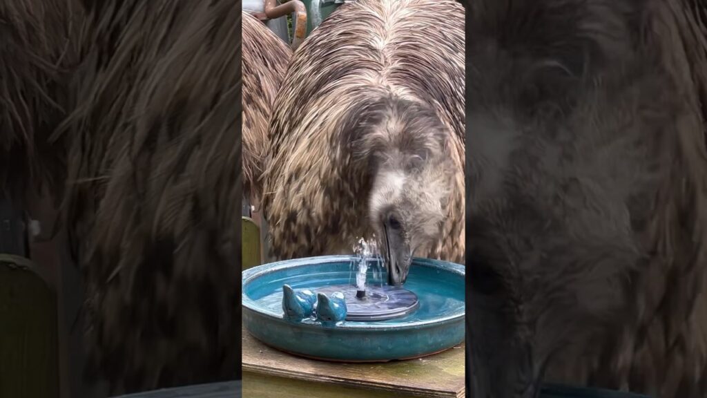 Floki want to taste the water maker #emus #birds #animals