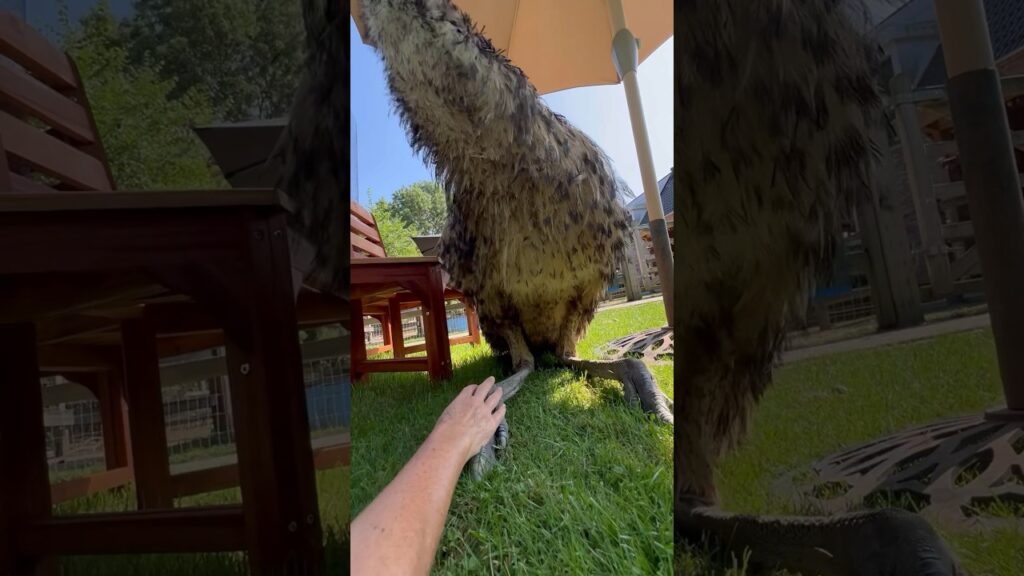 Holding hands with a dinosaur  #emu #birds #animals