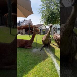 Enjoying the nice weather. Sun, water and each other #emu #alpaca #animals #birds