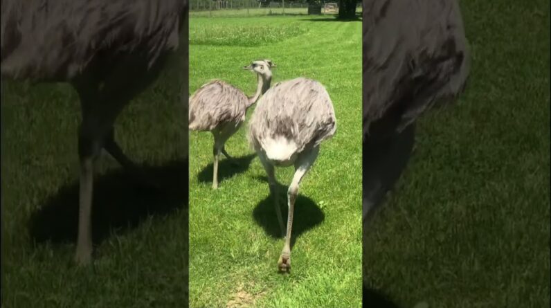 Lets check what this Emu will do #shorts #emu
