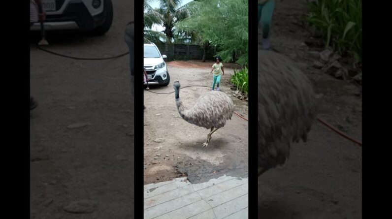 Pet Emu bird @garden ðŸ˜„  #emu  #graphics  #shorts #trending