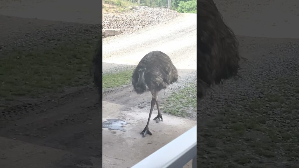 The Emu Walk  #animalshorts  #trendingshorts