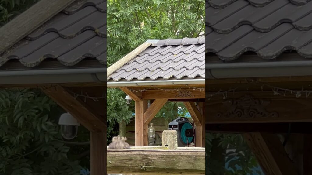 Tried to film my Sparrow going under the roof tiles and then Echo does this #birds #animals #emu