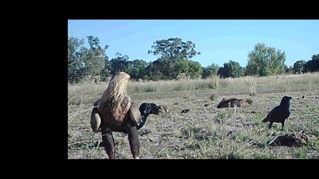 Wedge tailed Eagle harassed by Ravens and apostlebirds