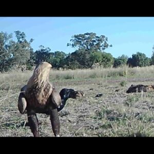Wedge tailed Eagle harassed by Ravens and apostlebirds
