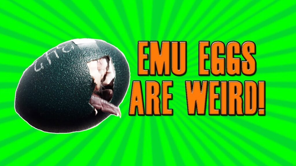 What Do Emu Eggs Look Like?