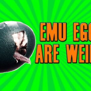 What Do Emu Eggs Look Like?