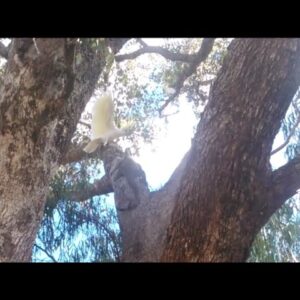 White Cockatoo Defends nest from Goanna.