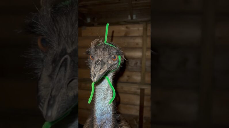 Last night all three of us were in a crazy mood. Check the result. #birds #animals #emu