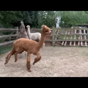 Alpaca / Emu party #nl #fyp #animals