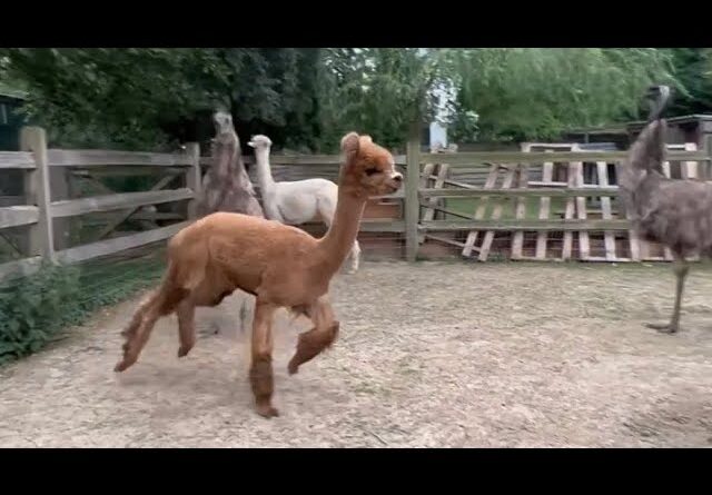 Alpaca / Emu party #nl #fyp #animals