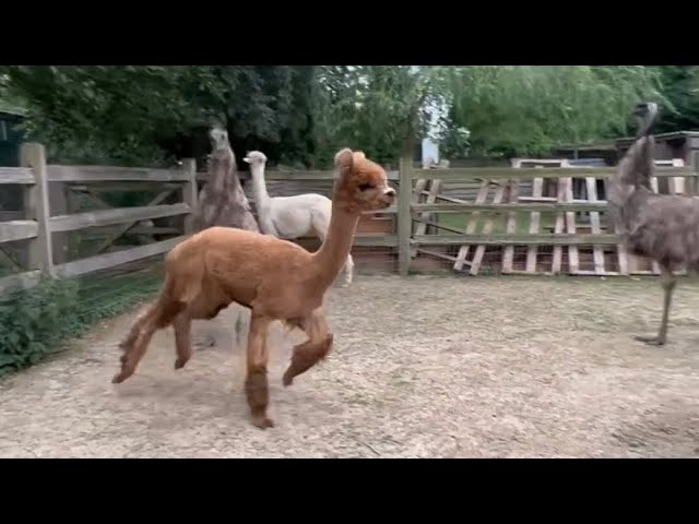 Alpaca / Emu party #nl #fyp #animals