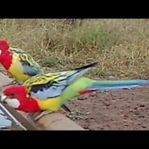 Australian birds by the numbers flock to the water trough .