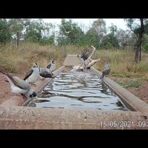 Australian Parrots, Cockatoos and Babblers in their sevens.