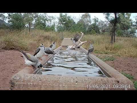 Australian Parrots, Cockatoos and Babblers in their sevens.