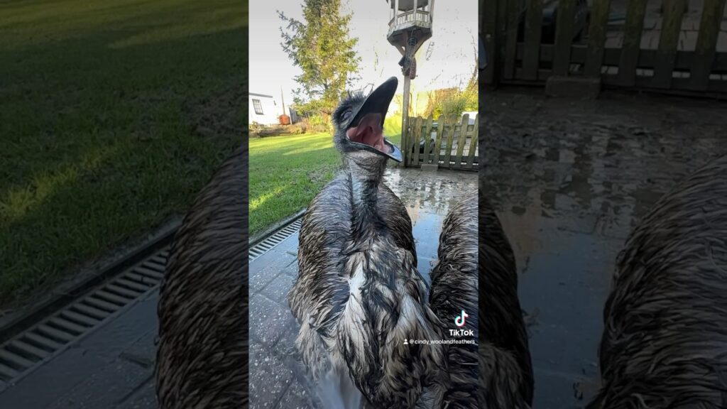 Emu showers on Christmas morning #animals #birds #emus #christmas #follow #fyp #fypシ