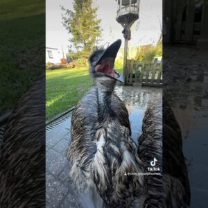 Emu showers on Christmas morning #animals #birds #emus #christmas #follow #fyp #fypシ