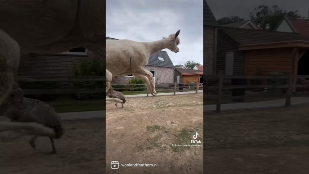 Emu and Alpaca party #animals #alpacas #fyp