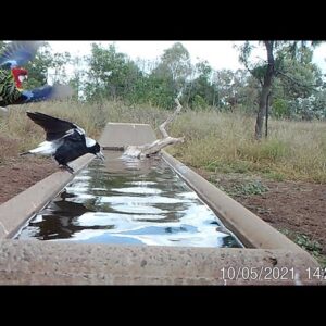 Excuse Me, This water is for drinking. Say's Bowerbird to Magpie.