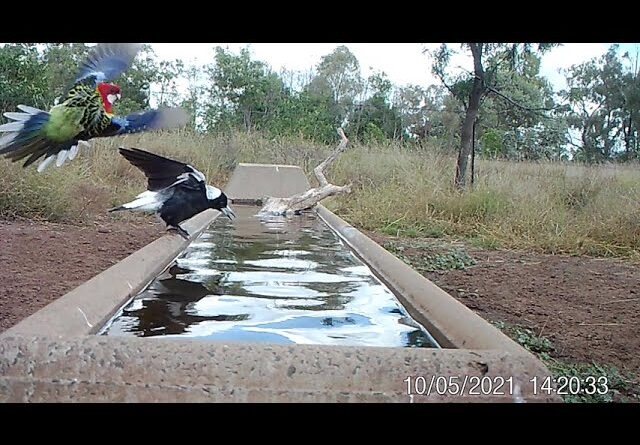 Excuse Me, This water is for drinking. Say's Bowerbird to Magpie.