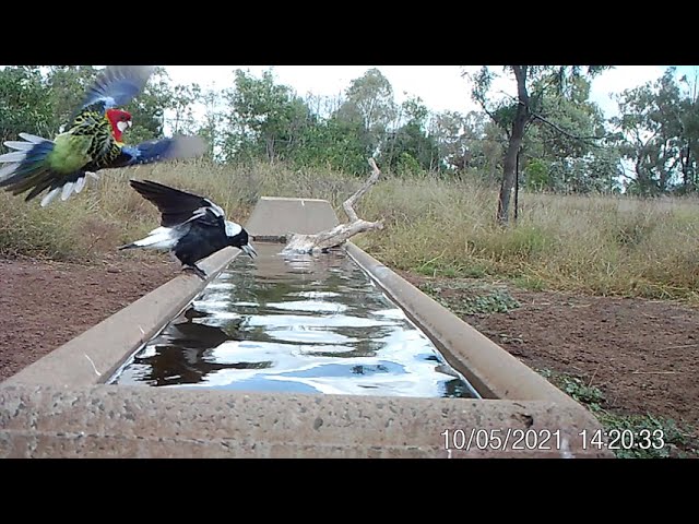 Excuse Me, This water is for drinking. Say's Bowerbird to Magpie.