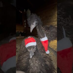 Floki and Echo and the broken Christmas hat #animals #birds #fyp