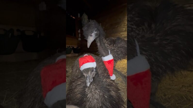 Floki and Echo and the broken Christmas hat #animals #birds #fyp