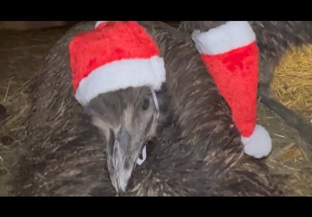 Floki & Echo and the broken Christmas hat #animals #birds #christmas