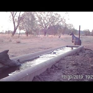 Goannas cooling off.